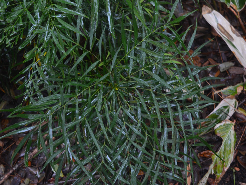 Berberis eurybracteata 'Soft Caress' , leaf, Harry P. Leu Gardens, Orlando, Florida, United States of America.