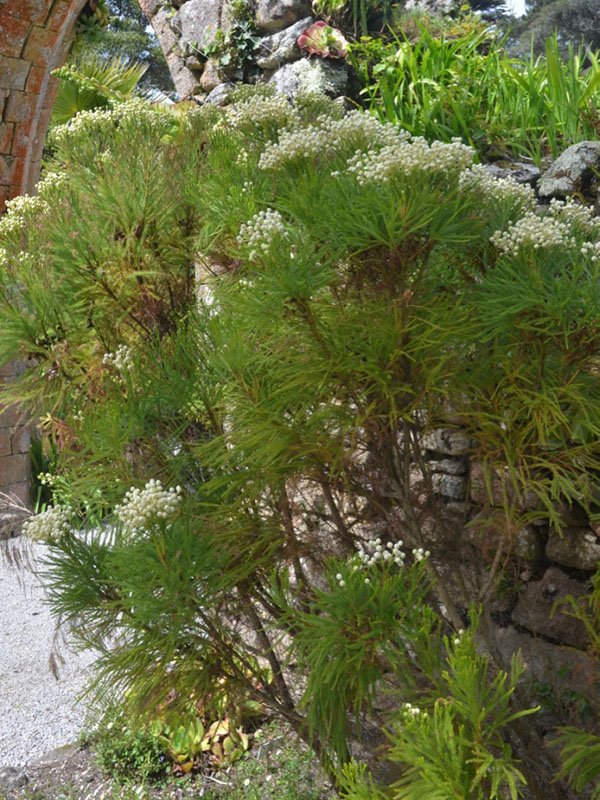 Berzelia lanuginosa, form. Tresco Abbey Garden, Tresco, Isles of Scilly, United Kingdom. 