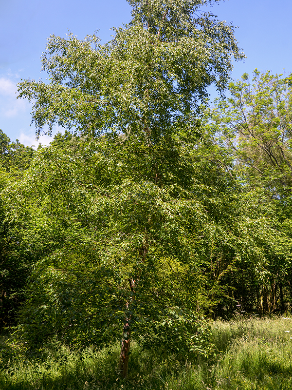 Betula-albo-sinensis-Conyngham-wbrt-frm.JPG