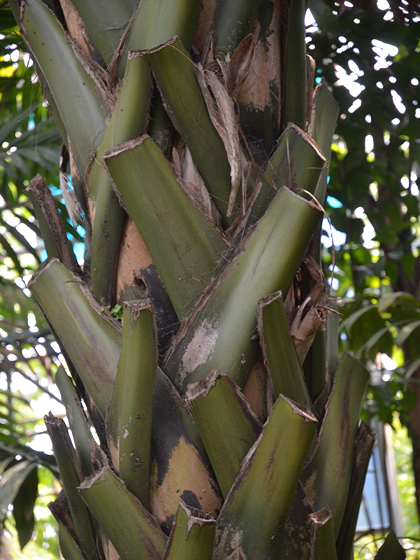 Borassodendron machadonis, bark, Royal Park Rajapruek, Mae Hia, Thailand.