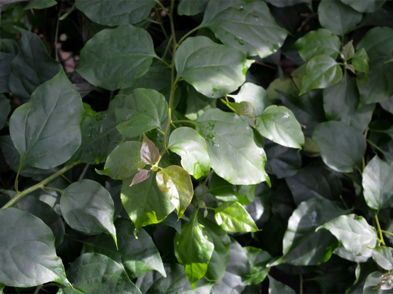Bougainvillea glabra, Leaf