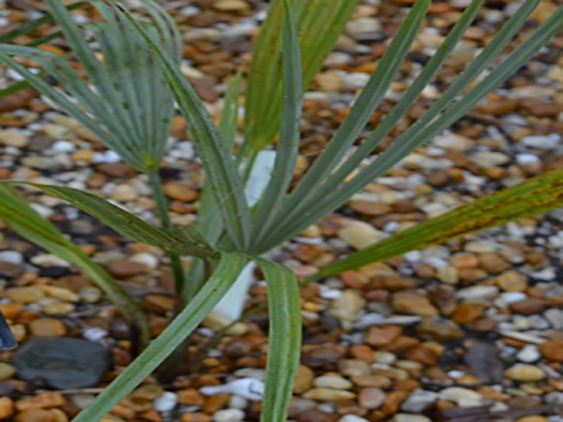 Brahea brandegeei, leaf, Harry P. Leu Gardens, Orlando, Florida, United States of America.
