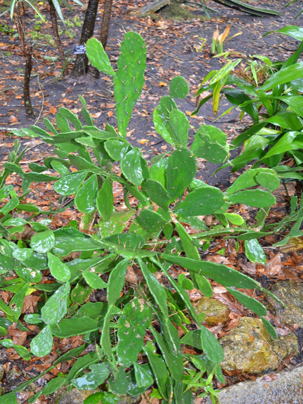 Brasiliopuntia brasiliensis, form, Harry P. Leu Gardens, Orlando, Florida, United States of America.