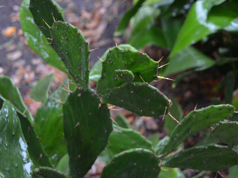 Brasiliopuntia brasiliensis, leaf, Harry P. Leu Gardens, Orlando, Florida, United States of America.