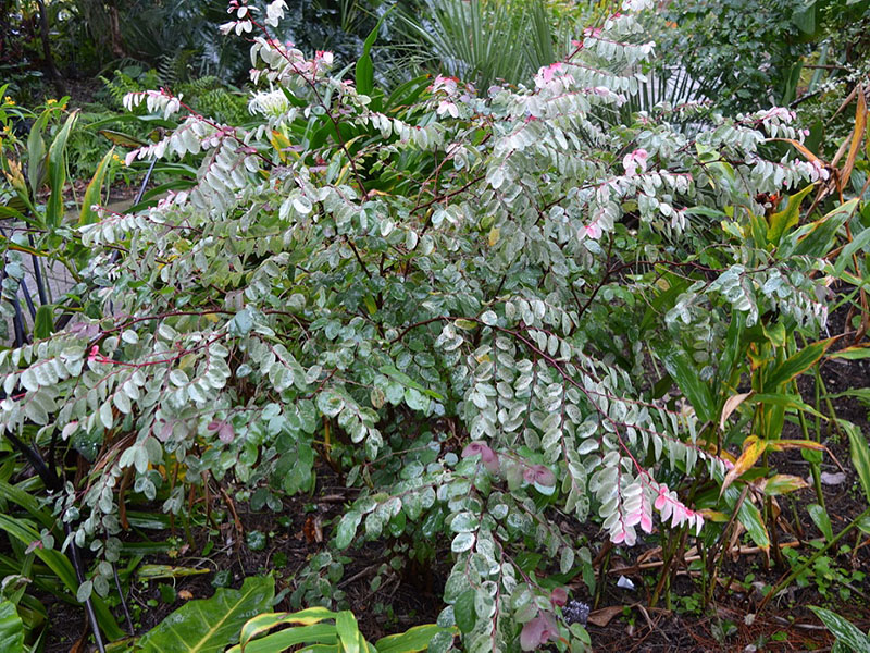 Breynia disticha 'Roseopicta', form. Harry P Leu Gardens, Orlando, Florida, United States of America. 