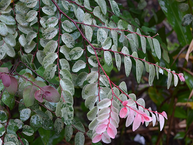 Breynia disticha 'Roseopicta', leaf. Harry P Leu Gardens, Orlando, Florida, United States of America. 
