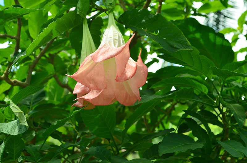 Brugmansia  x candida, Flower