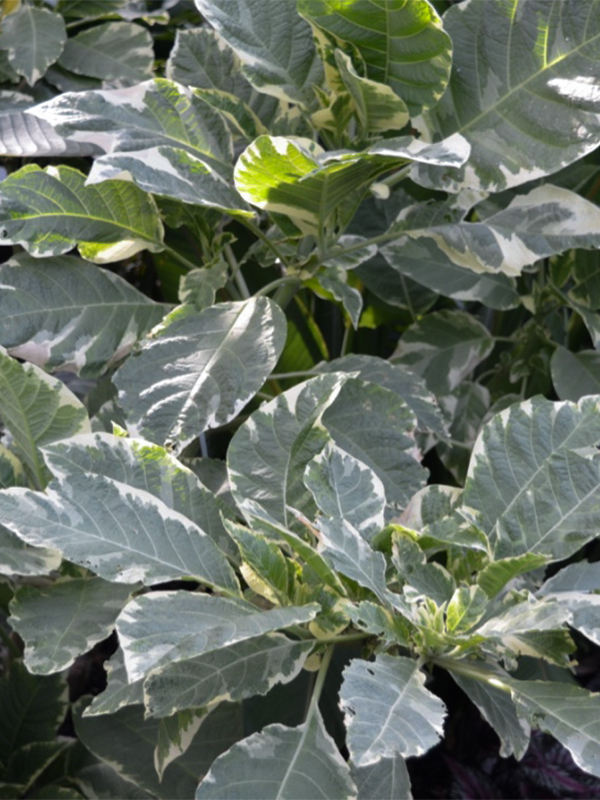 Brugmansia candida 'Variegata', Leaf.