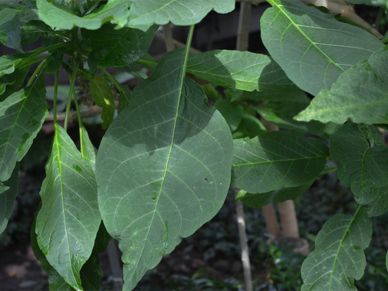 Brugmansia  x candida, Leaf