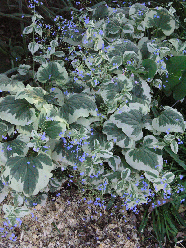Brunnera-macrophylla-Variegata-cuddy-form.JPG