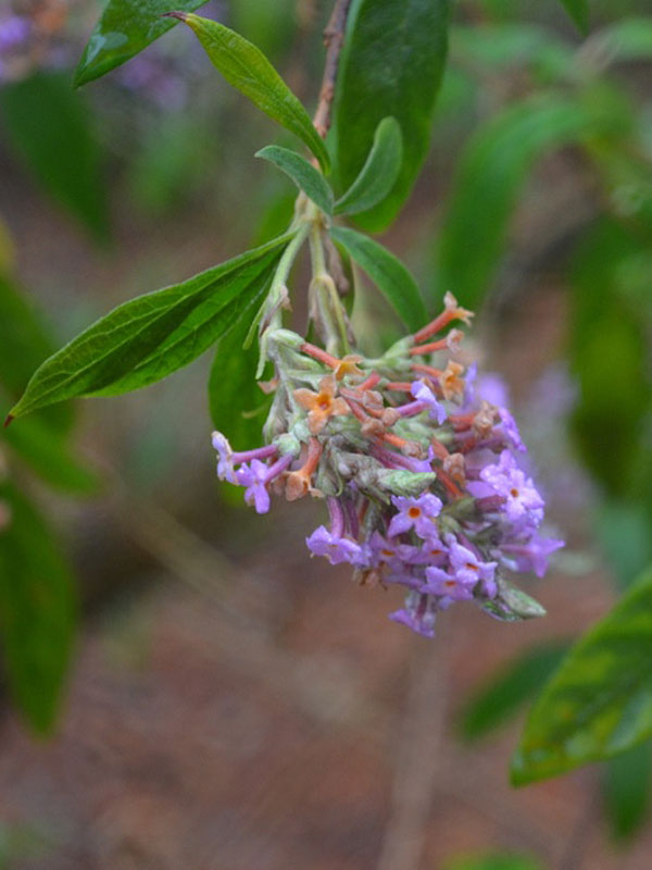 Buddleja officinalis, flower. Harry P Leu Gardens, Orlando, Florida, United States of America. 