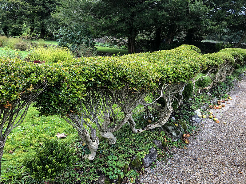 Buxus sempervirens, clipped form. Chelsea Physic Garden, London, United Kingdom.