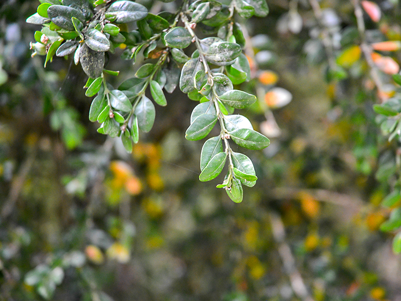 Buxus sempervirens, leaf.