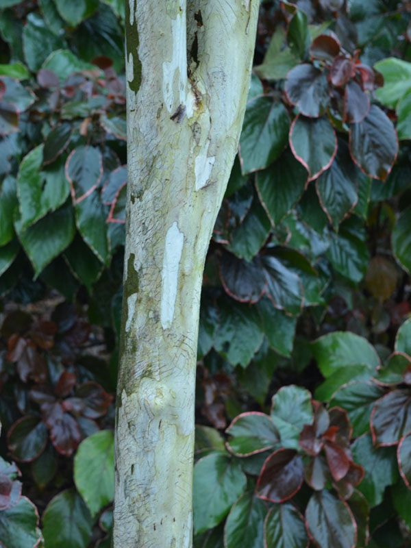 Caesalpinia ferrea, bark. Harry P Leu Gardens, Orlando, Florida, United States of America. 