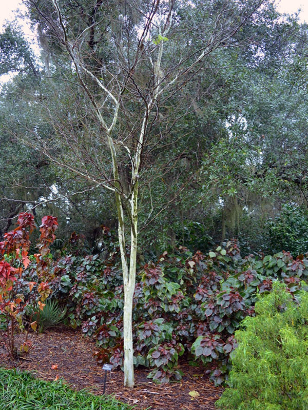 Caesalpinia ferrea, form. Harry P Leu Gardens, Orlando, Florida, United States of America. 