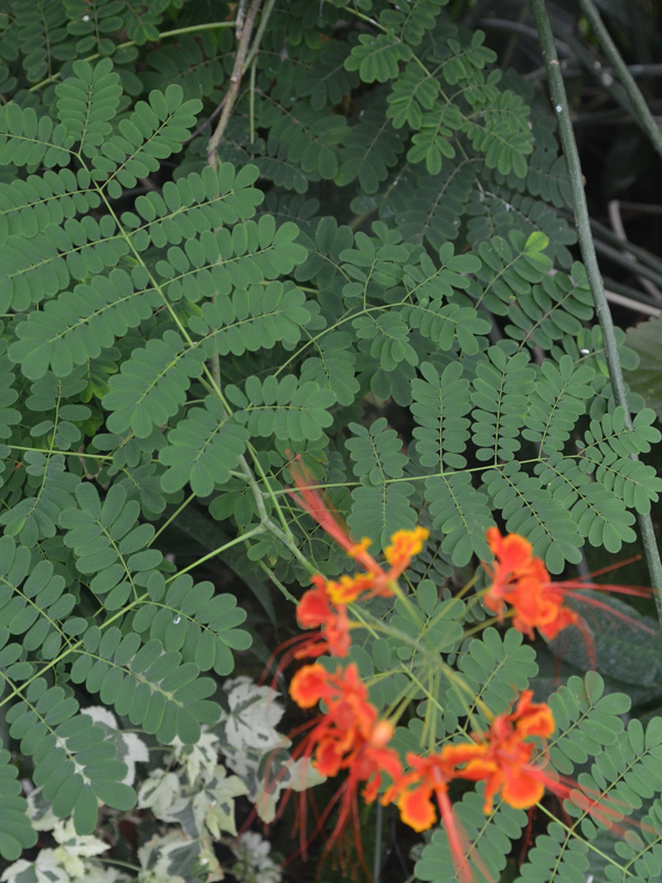 Caesalpinia-pulcherrima-Laos-lf-2.jpg