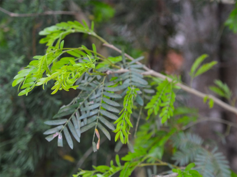Caesalpinia pulcherrima, leaf.