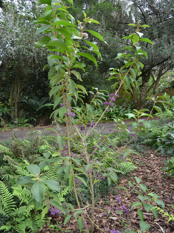 Callicarpa formosana, form. Bok Tower Gardens, Lake Wales, Florida, United States of America.