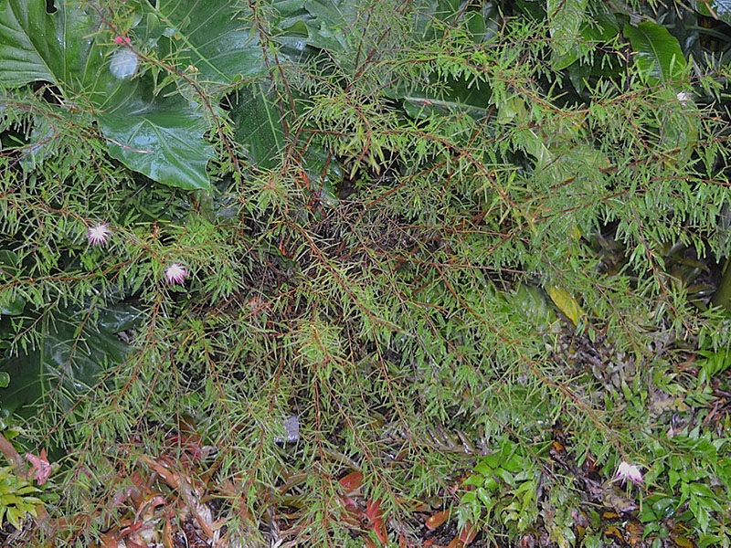 Calliandra brevipes, form. Harry P. Leu Gardens, Orlando, Florida, United States of America. 