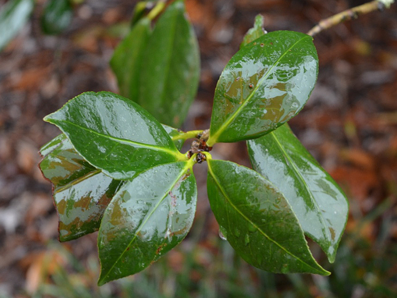 Camellia japonica 'Mrs. D. W. Davis', leaf. Harry P. Leu Gardens, Orlando, Florida, United States of America.