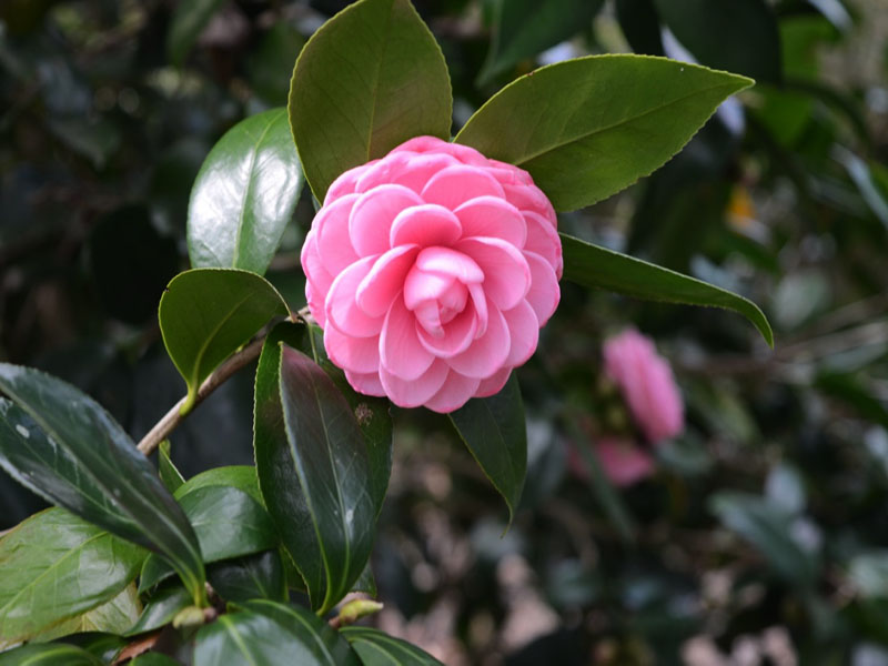 Camelia japonica 'Cherie Shirah', flower. Bok Tower Gardens, Lake Wales, Florida, United States of America.