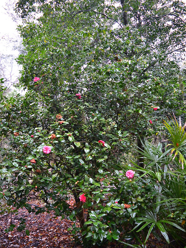 Camellia japonica 'Elena Nobile', form. Harry P. Leu Gardens, Orlando, Florida, United States of America. 