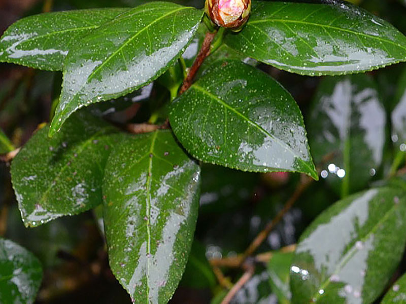 Camellia japonica 'Elena Nobile', leaf. Harry P. Leu Gardens, Orlando, Florida, United States of America.