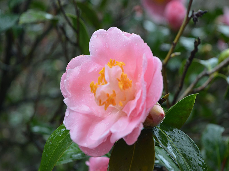 Camellia japonica 'Emily Wilson', flower. Harry P. Leu Gardens, Orlando, Florida, United States of America. 