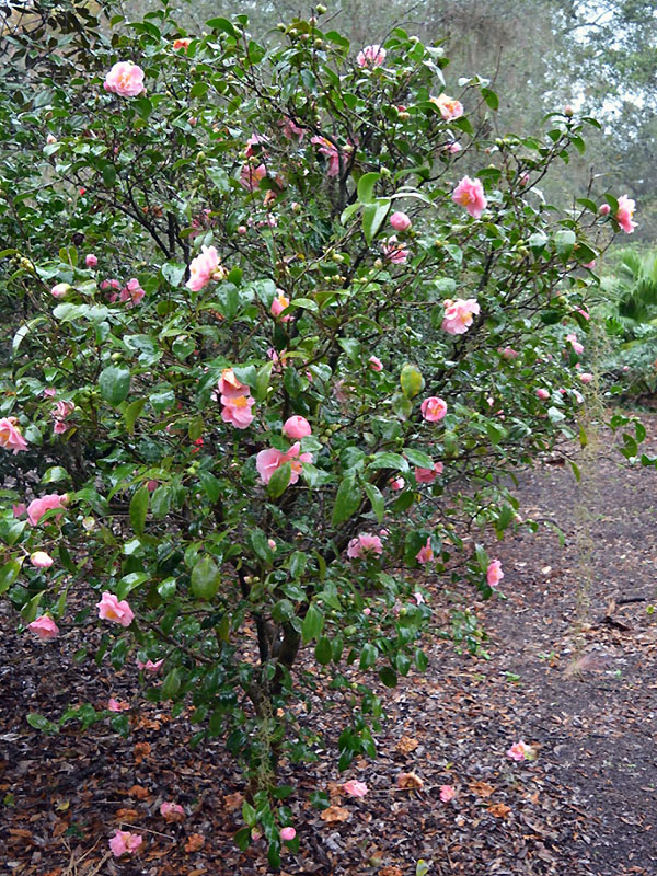 Camellia japonica 'Emily Wilson', form. Harry P. Leu Gardens, Orlando, Florida, United States of America. 