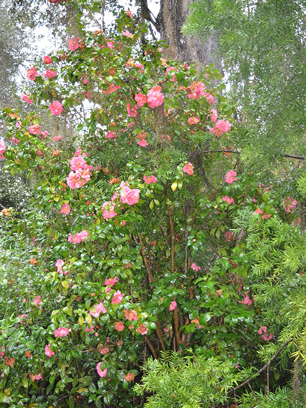 Camellia japonica 'Emily Wilson', leaf. Harry P. Leu Gardens, Orlando, Florida, United States of America. 