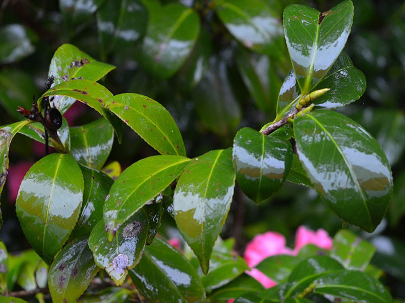 Camellia japonica 'Ethel Davis', leaf. Harry P. Leu Gardens, Orlando, Florida, United States of America.
