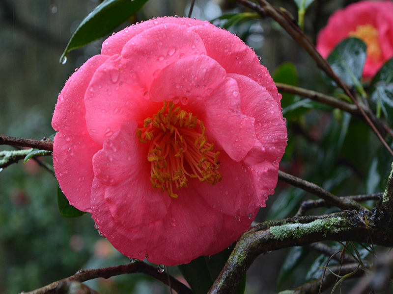 Camellia japonica 'Fashionata', flower. Harry P. Leu Gardens, Orlando, Florida, United States of America. 