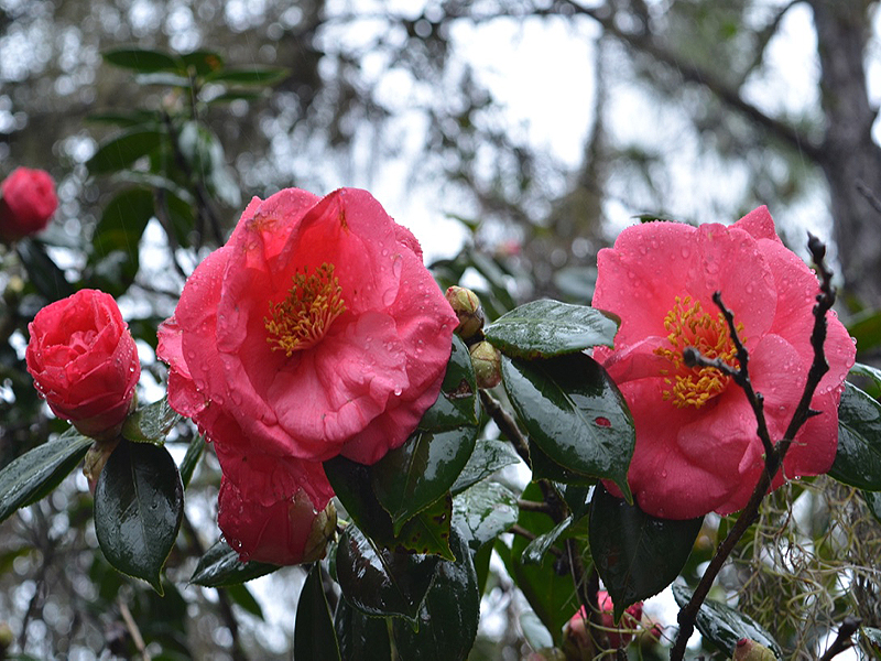 Camellia japonica 'Fashionata', flower. Harry P. Leu Gardens, Orlando, Florida, United States of America. 