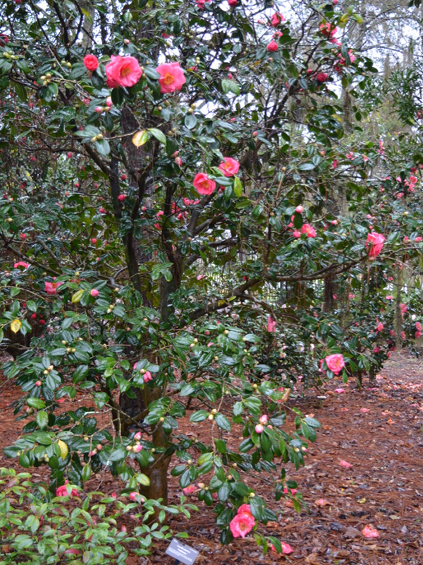 Camellia japonica 'Fashionata', form. Harry P. Leu Gardens, Orlando, Florida, United States of America. 