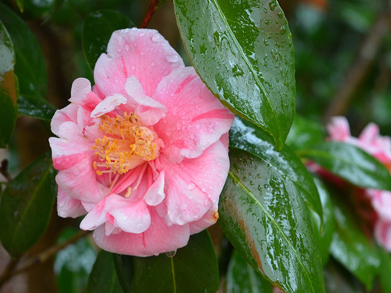 Camellia japonica 'Herme', flower. Harry P. Leu Gardens, Orlando, Florida, United States of America. 