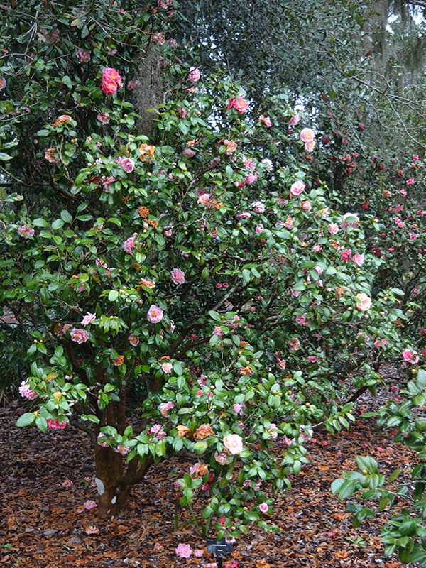 Camellia japonica 'Herme', form. Harry P. Leu Gardens, Orlando, Florida, United States of America. 