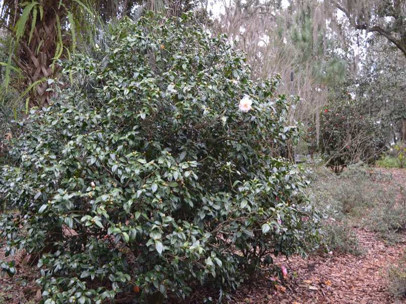 Camellia japonica 'Julia France', form. Bok Tower Gardens, Lake Wales, Florida, United States of America.