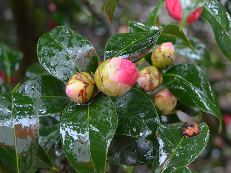 Camellia japonica 'Kumasaka', bud. Harry P. Leu Gardens, Orlando, Florida, United States of America. 