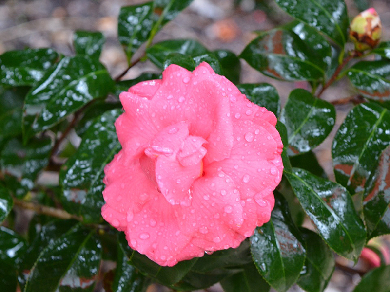 Camellia japonica 'Kumasaka', flower. Harry P. Leu Gardens, Orlando, Florida, United States of America. 