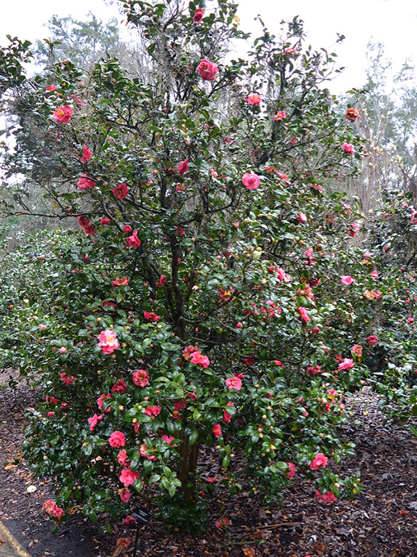 Camellia japonica 'Kumasaka', form. Harry P. Leu Gardens, Orlando, Florida, United States of America. 