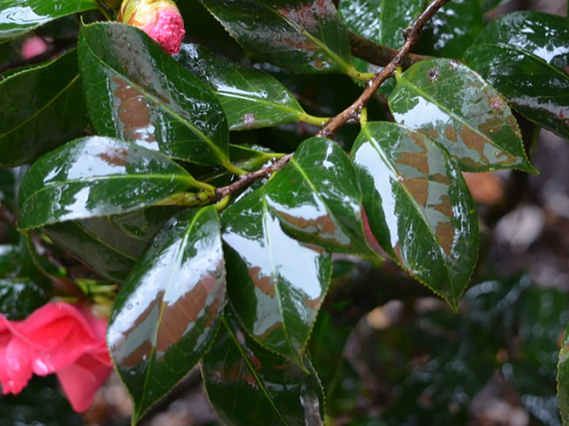 Camellia japonica 'Kumasaka', leaf. Harry P. Leu Gardens, Orlando, Florida, United States of America. 