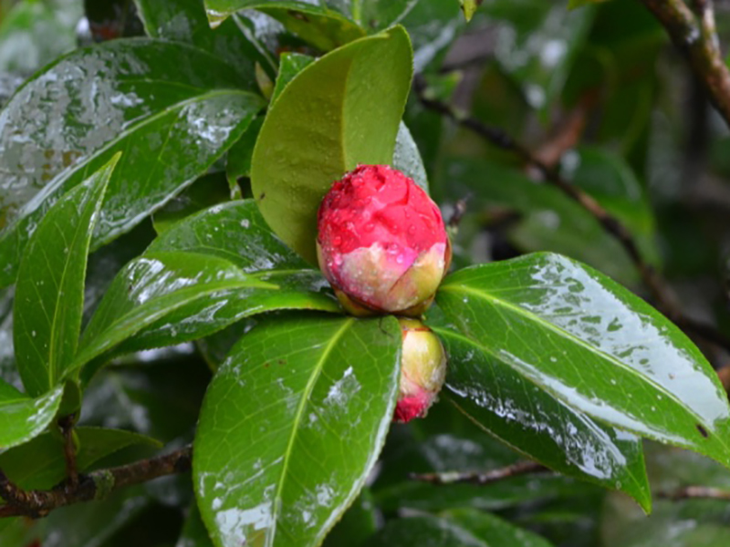 Camellia japonica 'Mrs Charles Cobb', bud. Harry P. Leu Gardens, Orlando, Florida, United States of America. 