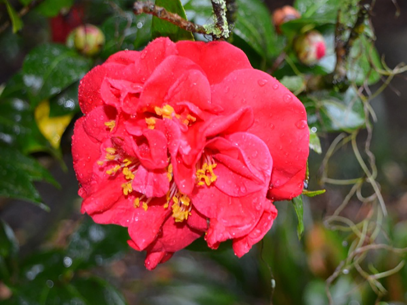 Camellia japonica 'Mrs Charles Cobb', flower. Harry P. Leu Gardens, Orlando, Florida, United States of America. 