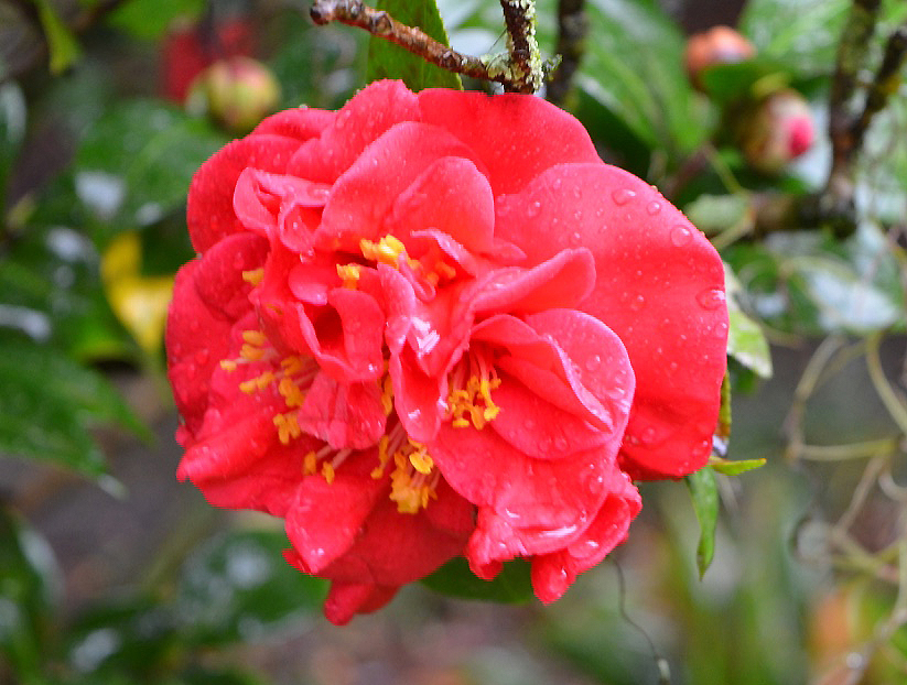 Camellia japonica 'Mrs Charles Cobb', flower. Harry P. Leu Gardens, Orlando, Florida, United States of America. 