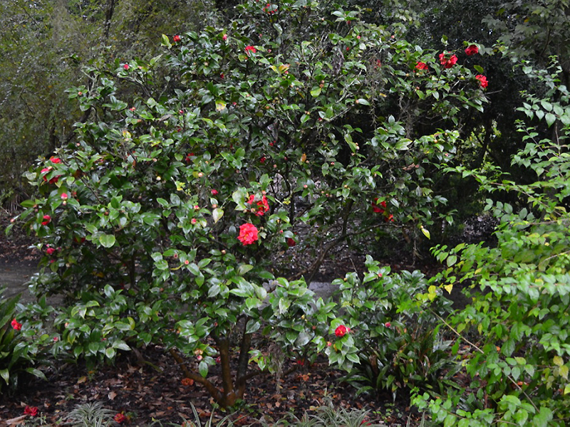 Camellia japonica 'Mrs Charles Cobb', form. Harry P. Leu Gardens, Orlando, Florida, United States of America. 