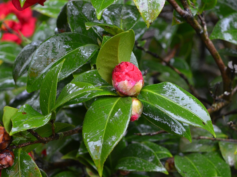 Camellia japonica 'Mrs Charles Cobb', leaf. Harry P. Leu Gardens, Orlando, Florida, United States of America. 
