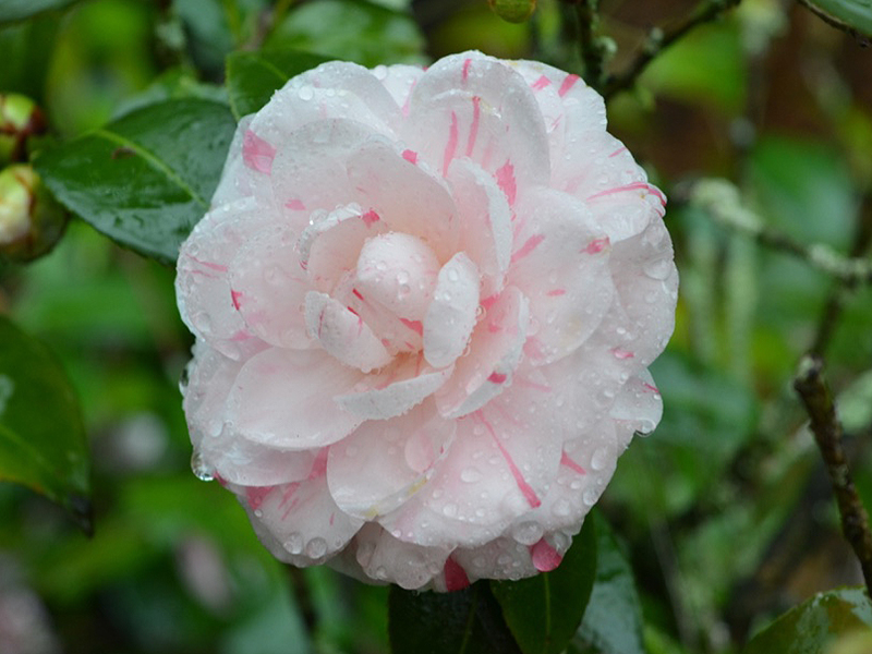 Camellia japonica 'T.S Clower Jr.', flower. Harry P. Leu Gardens, Orlando, Florida, United States of America. 