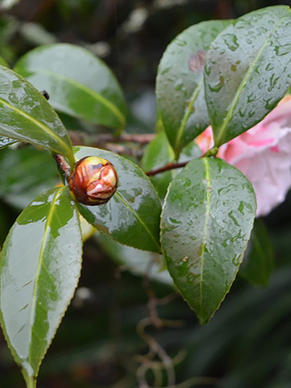 Camellia japonica 'T.S Clower Jr.', leaf. Harry P. Leu Gardens, Orlando, Florida, United States of America. 