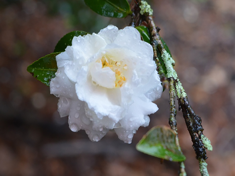 Camellia sasanqua 'Fuji-No-Mine', flower. Harry P. Leu Gardens, Orlando, Florida, United States of America. 