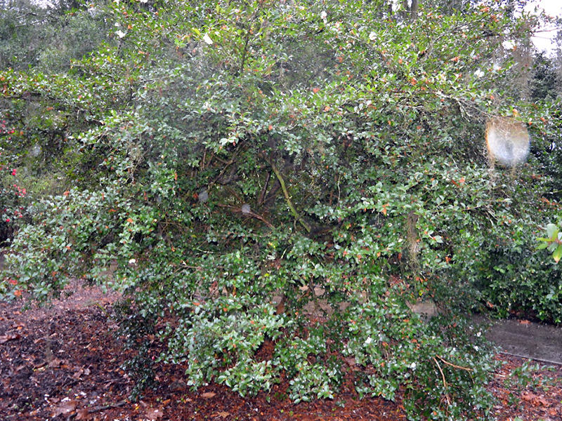 Camellia sasanqua 'Fuji-No-Mine', form. Harry P. Leu Gardens, Orlando, Florida, United States of America. 